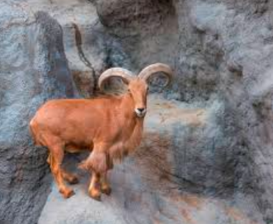 The Aoudad Sheep: Masters of the Rugged Terrain.