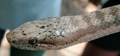 Reptilian Resilience: The Extraordinary Survival of the Antiguan Racer.