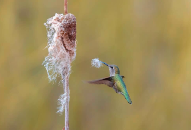 The Dazzling Beauty and Agility of Anna’s Hummingbird.