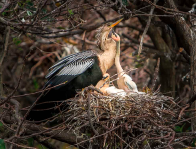 The Anhinga’s Unique Dance: Hunting, Diving, and Soaring.