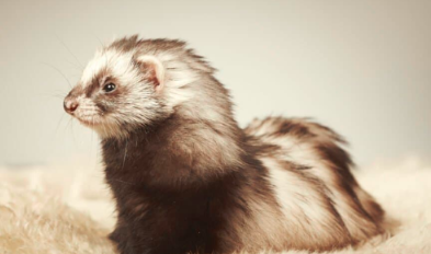 The Angora Ferret: A Fluffy Wonder of the Animal Kingdom.