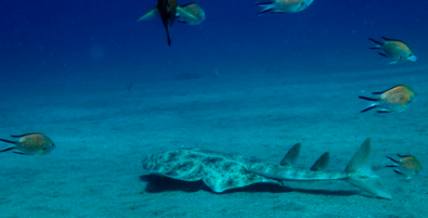 The Angelshark: A Ghost of the Ocean’s Depths.