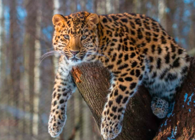 The Amur Leopard: A Rare Jewel of the Russian Wilderness.