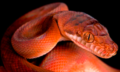 The Amethystine Python: A Glimpse into the Life of an Australian Titan.