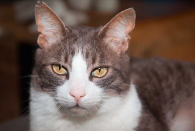 The American Wirehair: A Unique Feline with Character and Charm.