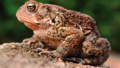 The American Toad: A Resilient Hopper of North America’s Wetlands.