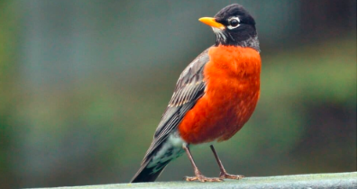 American Robins: Masters of Migration and Melody.