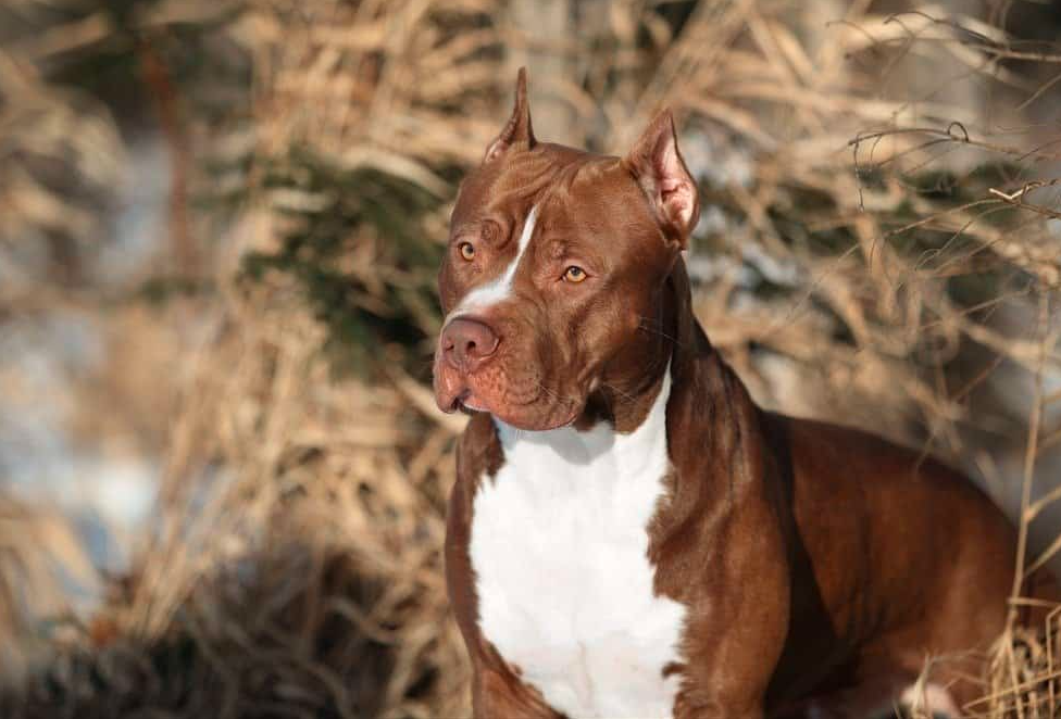 The American Pit Bull Terrier: History, Traits, and Facts.