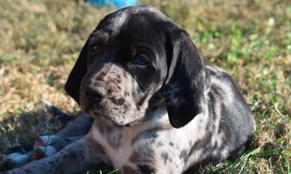 The Origins and Evolution of the American Leopard Hound.