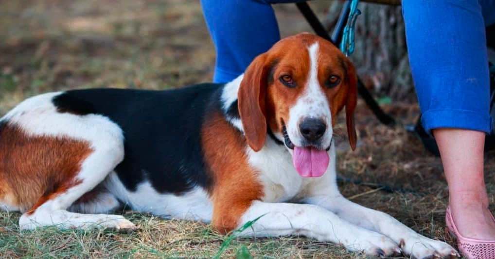 The American Foxhound: History, Traits, and Care Guide.