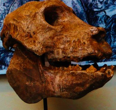 Madagascar’s Giant Lemur of the Past: Archaeoindris.