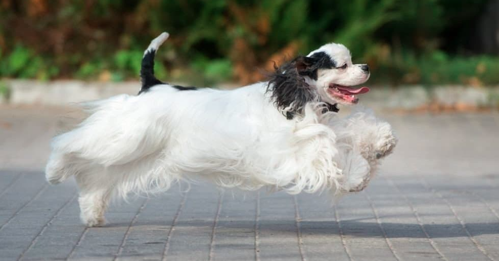 The Ultimate Guide to American Cocker Spaniels: Personality, Care, and Training Tips.