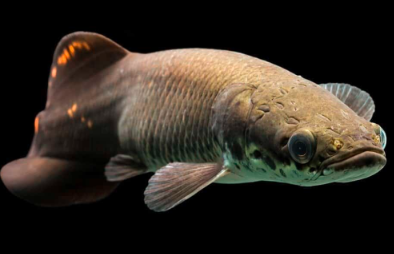 “The Majestic Arapaima: Exploring the Largest Fish of the Amazon”