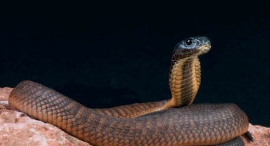 The Arabian Cobra: A Venomous Master of the Desert.