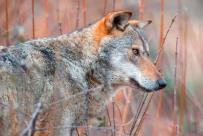 A Resilient Survivor of Italy’s Mountainous Heart The Apennine Wolf.